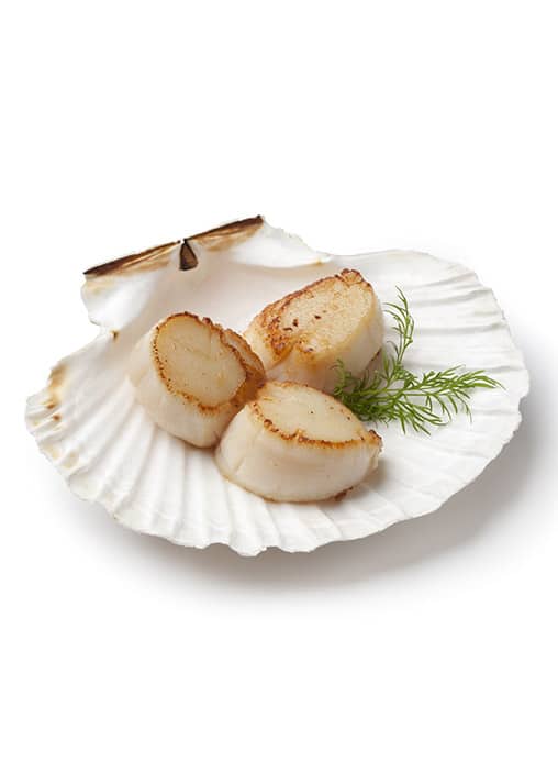 Coquilles clear water