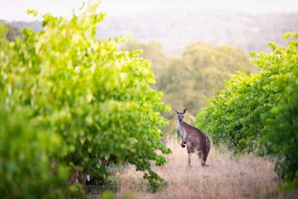 Wijngaarden Australië met iconische kangoeroe