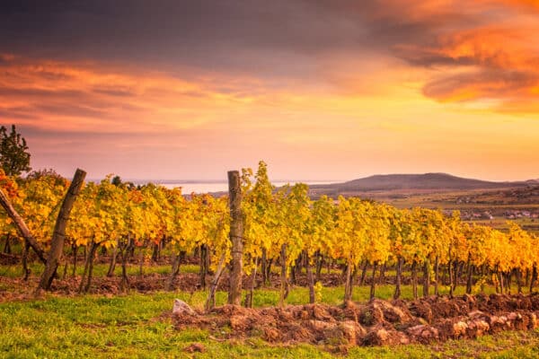 Wijngaarden Hongarije