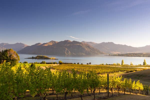 Wijngaarden Nieuw-Zeeland