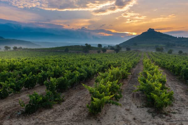 Wijngaarden Spanje