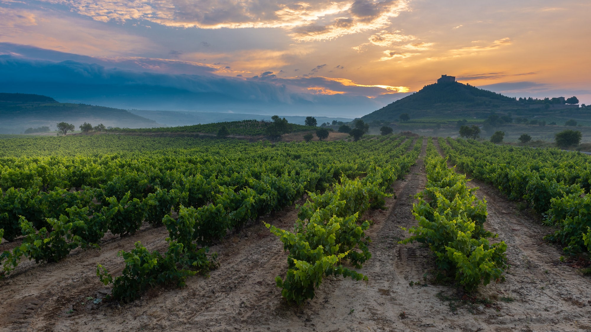 Wijngaarden Spanje