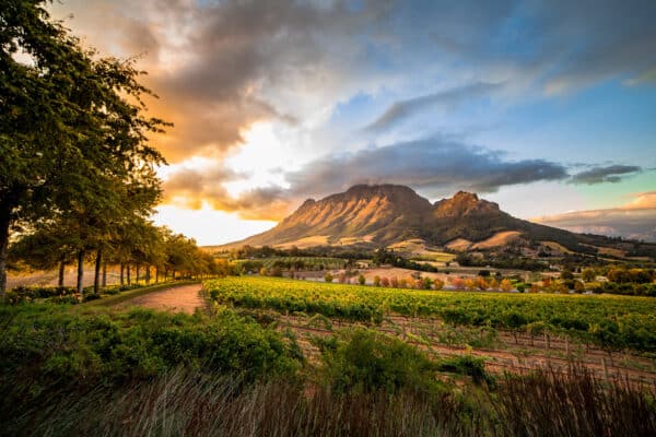 Wijngaarden Zuid-Afrika