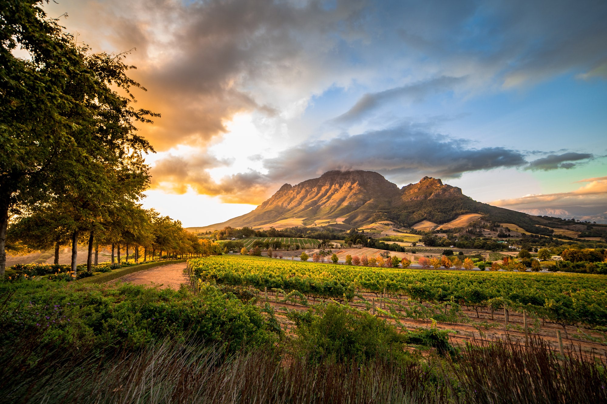 Wijngaarden Zuid-Afrika
