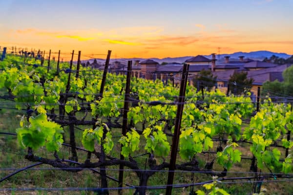 Wijngaarden Californië