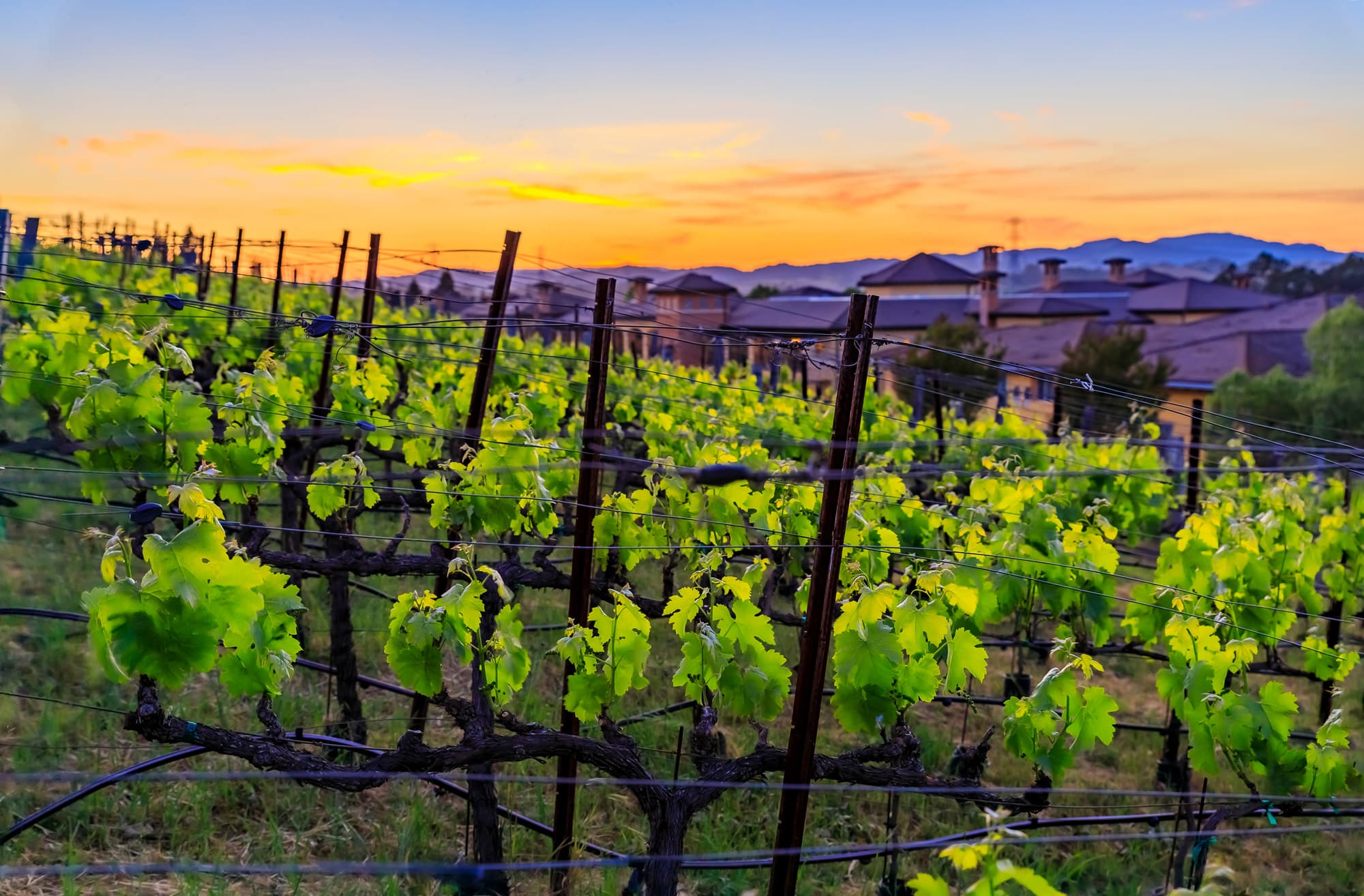 Wijngaarden Californië