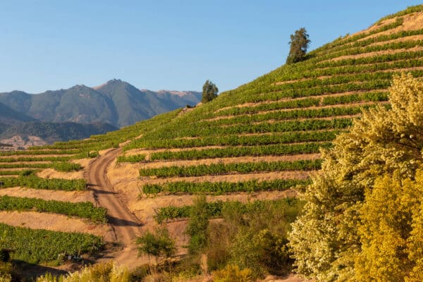 Wijngaarden Curicó Valley