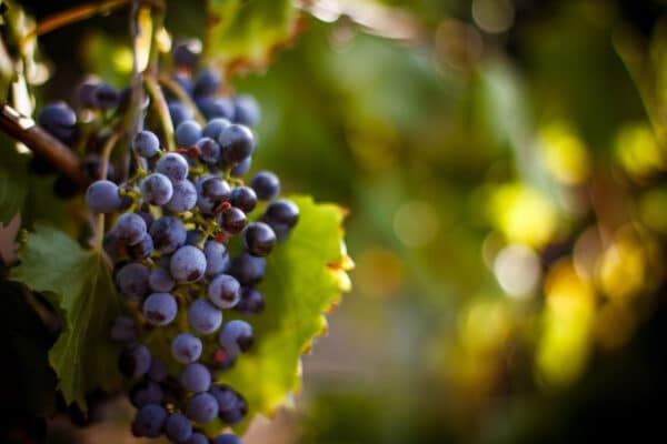 Wijngaarden Languedoc