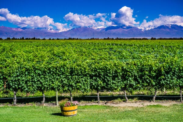 Wijngaarden Mendoza