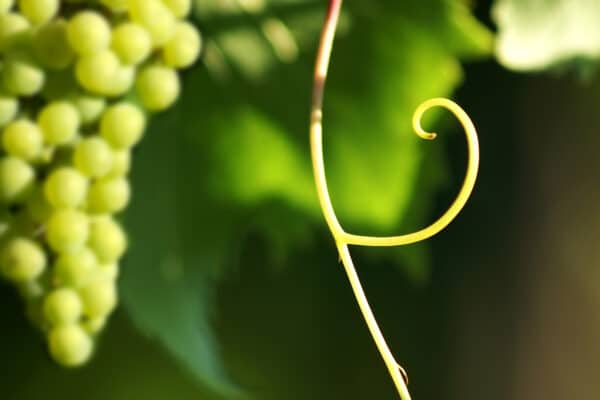 Wijngaarden Puglia