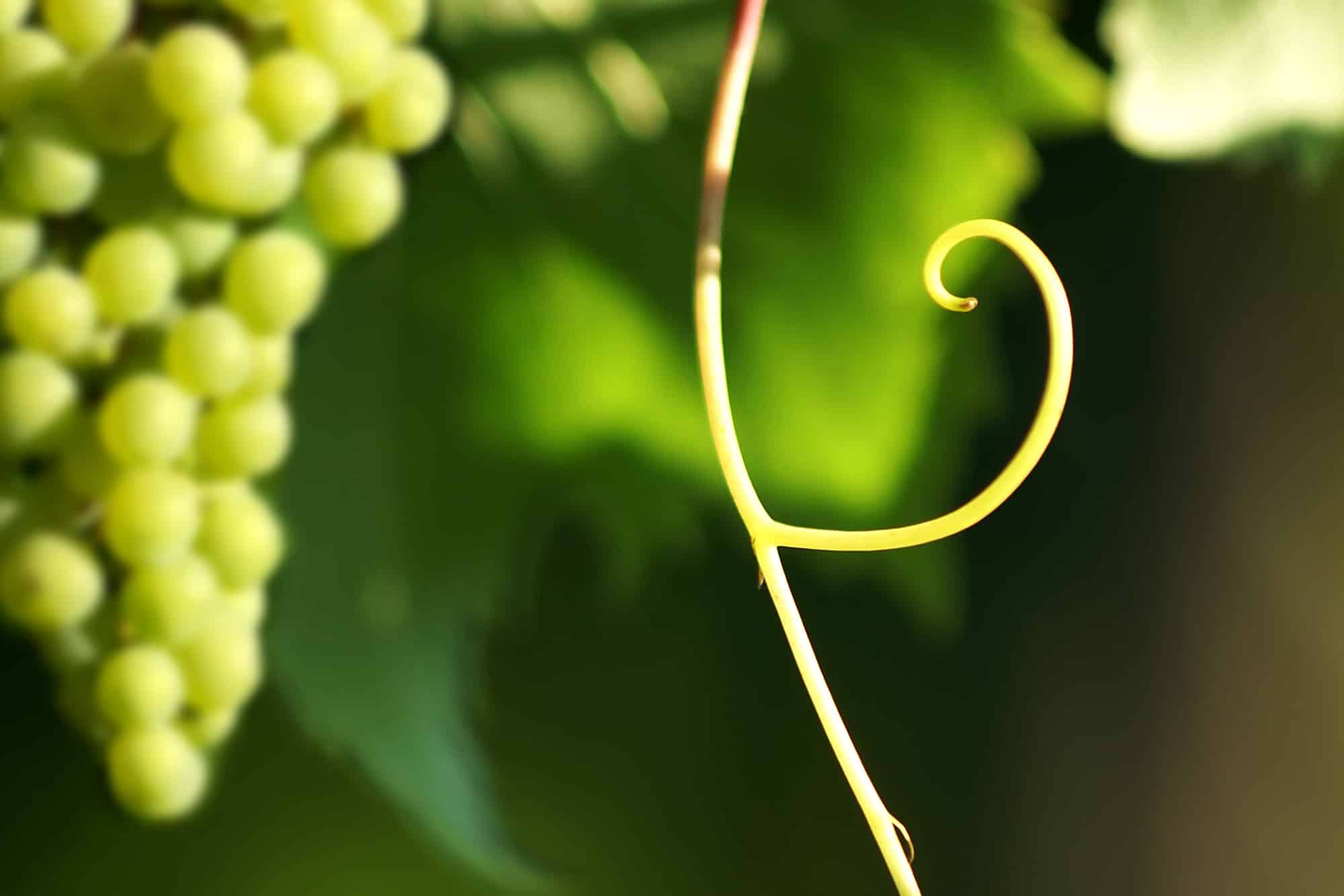 Wijngaarden Puglia