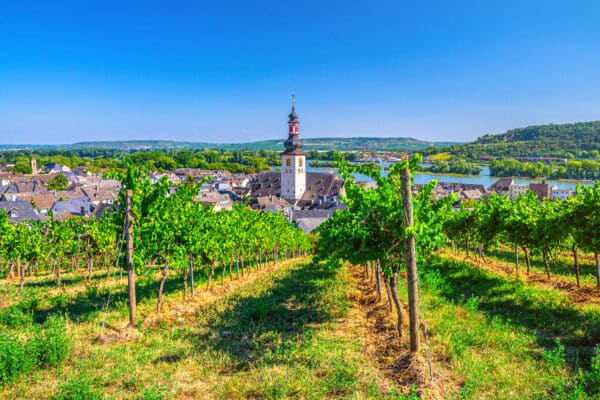 Wijngaarden Rheingau
