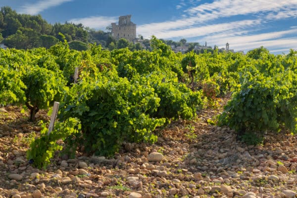 Wijngaarden Rhône