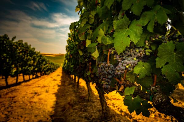 Wijngaarden Rioja