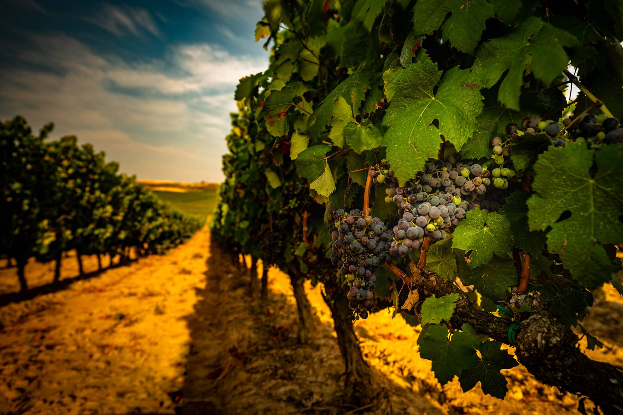 Wijngaarden Rioja