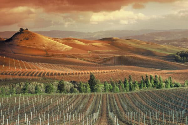 Wijngaarden Sicilië