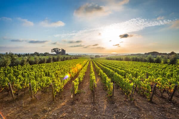 Wijngaarden Toscane