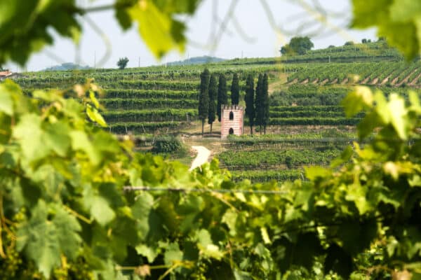 Wijngaarden Veneto