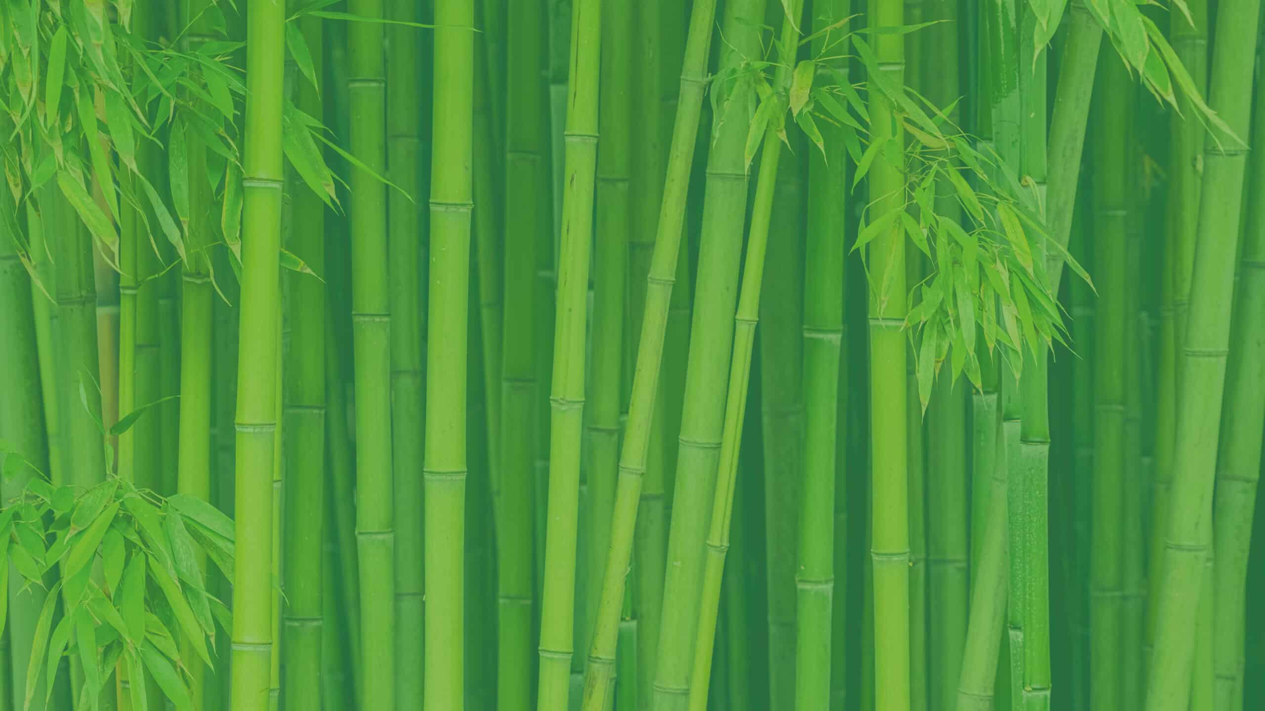 bamboe